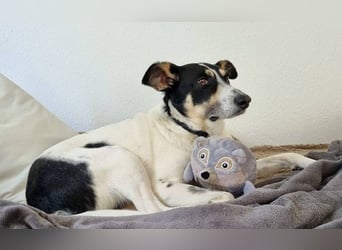 ♥AMANDA♥ auf Pflegestelle in Köln - süße, verschmuste, aktive Hündin 54 cm