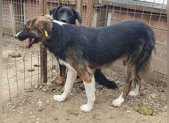 ♥MIA♥ ganz zutrauliche, verschmuste, wunderschöne tricolor-Hündin 56 cm