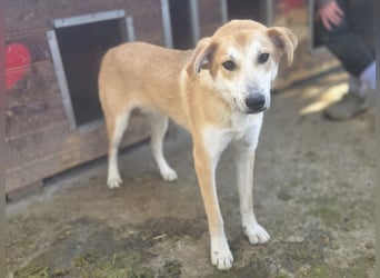 ♥RANDY♥ wunderschöner creme-weißer, anfangs noch zurückhaltender, ganz lieber Jungrüde 57 cm