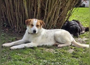 ♥BRAJA♥ auf Pflegestelle bei Leverkusen - wundervolle, verschmuste Hündin, die begeistert 54cm