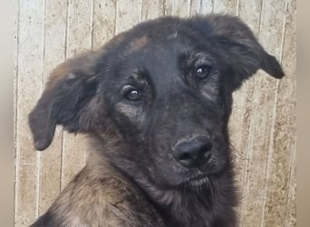 ♥MELISSA♥ unfassbar menschenbezogene, wunderschöne gestromte Junghündin - wird größer