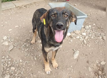 ♥MATTEO♥ wunderschöner, verschmuster, anhänglicher Junior mit leuchtend braunen Augen 52 cm