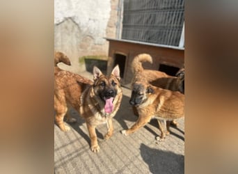 ⭐️TINNI⭐️, tolle Malinois-Mix Hündin, 1 Jahr, 53 cm, Mischling, Tierschutz Rumänien