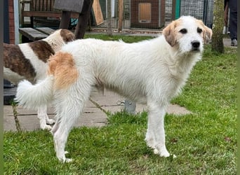 ♥MARLON♥ auf Pflegestelle bei Köln - hübscher, sehr menschenbezogener, kluger und aktiver Rüde 54 cm