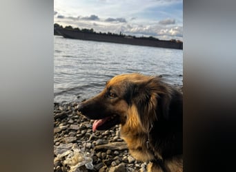 DIANA, coole Begleiterin, 4 Jahre, 55 cm, Pflegestelle Duisburg, Tierschutz Rumänien