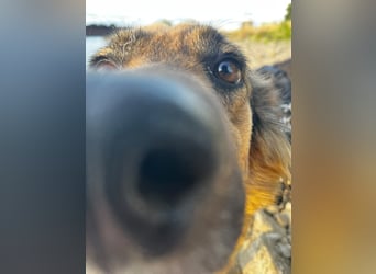 DIANA, coole Begleiterin, 4 Jahre, 55 cm, Pflegestelle Duisburg, Tierschutz Rumänien