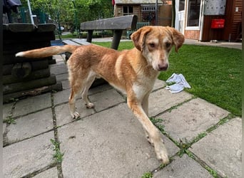 ♥GHANDI♥ neu auf Pflegestelle bei Köln - wunderbarer, ganz menschenbezogener Rüde 57 cm