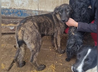 ♥MELISSA♥ unfassbar menschenbezogene, wunderschöne gestromte Junghündin - wird größer