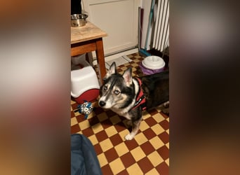 PUCKI, Husky-Border Collie-Mix, 7 Jahre, 60 cm, Pflegestelle Düsseldorf, Tierschutz