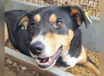 ♥KNOSPE♥ unterwürfige, ganz liebe und herzliche Hundedame 56 cm