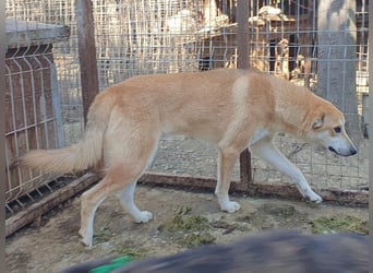 ♥RANDY♥ wunderschöner creme-weißer, anfangs noch zurückhaltender, ganz lieber Jungrüde 57 cm