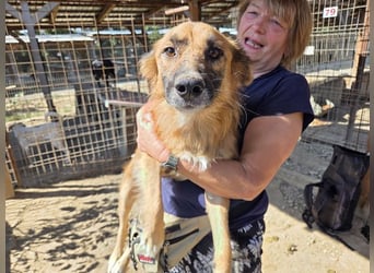 ♥GRIFFIN♥ unglaublich menschenbezogener, sportlicher Rüde mit wunderschönem längeren Fell 55 cm