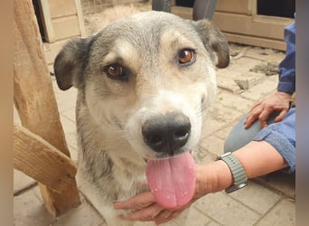 ♥QUENTIN♥ unglaublich menschenbezogener, verschmuster Rüde, der schon ein Zuhause hatte 55 cm