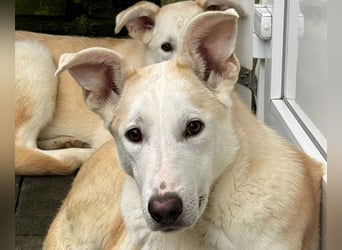 ♥SEPPI♥ auf Pflegestelle bei Köln - süßer, ganz lieber, etwas unsicherer Junior 59 cm