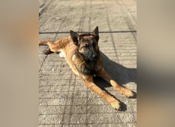 ⭐️TIRANA⭐️, Malinois-Mischling, Hündin, 11 Monate, 54 cm, Mischling, Tierschutz Rumänien