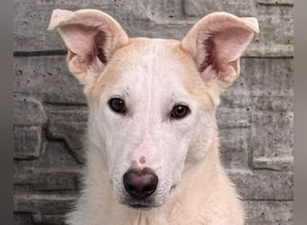 ♥SEPPI♥ auf Pflegestelle bei Köln - süßer, ganz lieber, etwas unsicherer Junior 59 cm