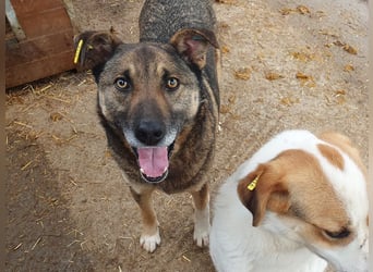 ♥NANDO♥ wunderbarer, ganz aufgeschlossener Rüde - eine wahre Frohnatur 53 cm