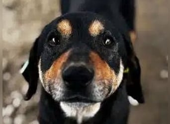 NOTFALL ♥STELLA♥ neu auf Pflegest bei Leverkusen -unglaublich menschenbezogene, zu dünne Hündin 55cm