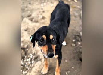 NOTFALL ♥STELLA♥ ab 19.Sep auf Pflegest bei Köln-unglaublich menschenbezogene, zu dünne Hündin 54cm