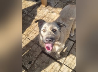 ♥SUMMER♥ unfassbar zutrauliche, anhängliche Hündin mit ihrem einzigartigen Aussehen 57 cm