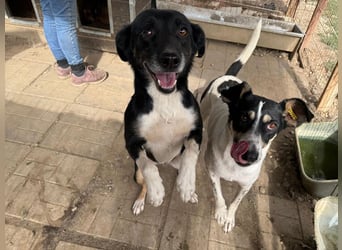 ♥AMANDA♥ süße, anhängliche, verschmuste und unkomplizierte Hündin 54 cm