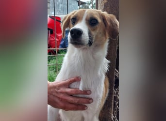 ♥KIMBY♥ bildschöne, anfangs noch schüchterne Hündin, die schnell Vertrauen fassen wird 51 cm