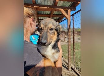 ♥MILO♥ entzückender, verschmuster, sportlicher Junghund; der ideale Familienhund - mittelgroß