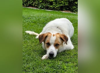 ♥BRAJA♥ auf Pflegestelle bei Leverkusen - wundervolle, verschmuste Hündin, die begeistert 54cm