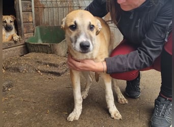 ♥BONNIE♥ zuckersüße, verspielte Junghündin, die schnell ausreisen sollte - wird größer