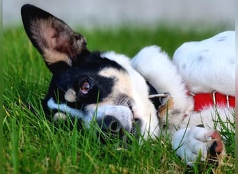 ♥AMANDA♥ auf Pflegestelle in Köln - süße, verschmuste und unkomplizierte Hündin 54 cm