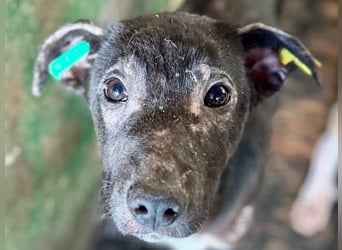 ♥NINA♥ neu auf Pflegestelle bei Köln - ganz liebe, aufgeschlossene, zu dünne Juniorin 55 cm