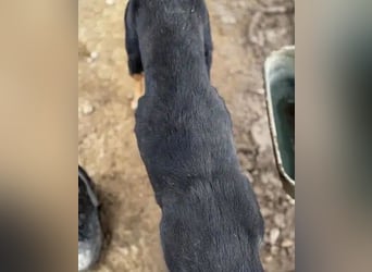 NOTFALL ♥STELLA♥ neu auf Pflegest bei Leverkusen -unglaublich menschenbezogene, zu dünne Hündin 55cm