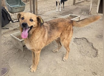 ♥JAKOB♥ süßer, anhänglicher Rüde voller Emotionen, der so viel Herz und Lebensfreude hat 56 cm