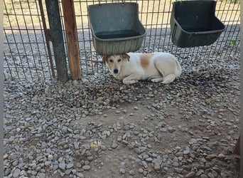 ♥CINDY♥ wunderschöne, neugierige Hündin, die noch unsicher im Umgang mit Menschen ist 54 cm