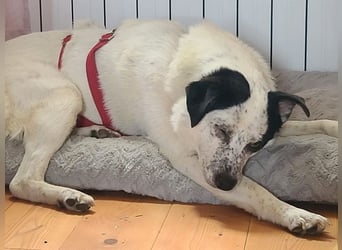 ♥KOBOLD♥ auf Pflegestelle in Essen - hübscher, ganz lieber, sensibler Hundejunge 51 cm