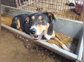 ♥KNOSPE♥ unterwürfige, ganz liebe und herzliche Hundedame 56 cm