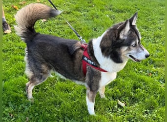 PUCKI, Husky-Border Collie-Mix, 7 Jahre, 60 cm, Pflegestelle Düsseldorf, Tierschutz