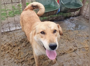 ♥NAEMI♥ ganz aufgeschlossene, verspielte, witzige Hündin 53 cm - ein echter Sonnenschein