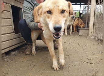 ♥NAEMI♥ ganz aufgeschlossene, verspielte, witzige Hündin 53 cm - ein echter Sonnenschein