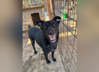 ♥KINDRA♥ süße, total liebe, verschmuste und unaufdringliche Hündin 55 cm