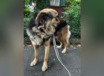 DIANA, coole Begleiterin, 4 Jahre, 55 cm, Pflegestelle Duisburg, Tierschutz Rumänien