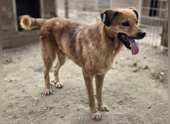 ♥JAKOB♥ süßer, anhänglicher Rüde voller Emotionen, der so viel Herz und Lebensfreude hat 56 cm