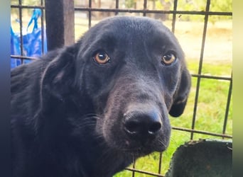 ♥ONJA♥ so liebe Hündin, die zu einer wahren Schönheit herangewachsen ist 57 cm