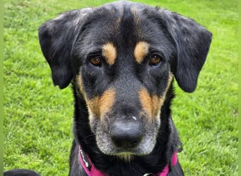 ♥STELLA♥ auf Pflegestelle bei Leverkusen -unglaublich menschenbezogene, aktuell zu dünne Hündin 60cm