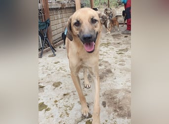 ♥MIRO♥ wunderschöner, ganz liebenswerter Schatz, der sicher schnell Vertrauen fasst 57 cm