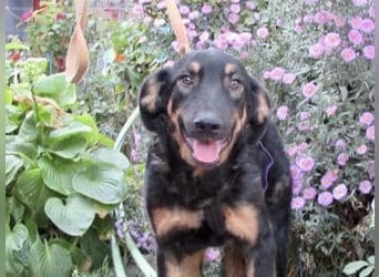 Hugo - Schäferhundemix