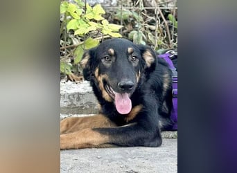 Hugo - Schäferhundemix