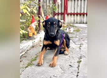 Hugo - Schäferhundemix