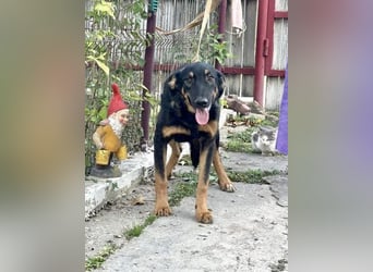 Hugo - Schäferhundemix