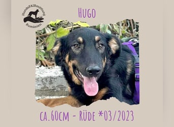 Hugo - Schäferhundemix